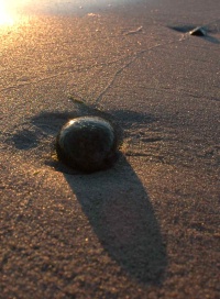 Stone. Photo © Lars Gøran Moen