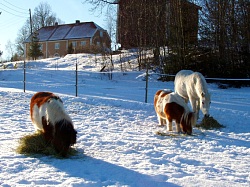 Ponniene finnes i mange størrelser.