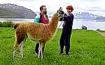 The northernmost llama in the world, is living in Kvænangen